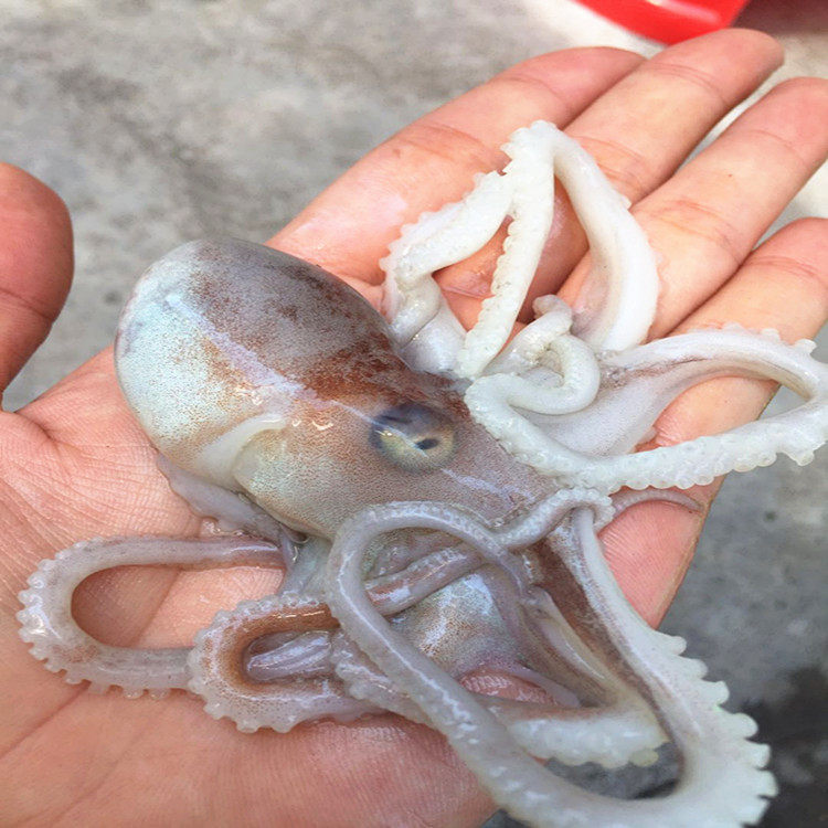 章鱼足 八爪鱼 海鲜水产鲜活大额优惠券