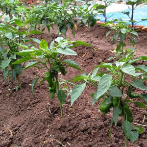 七彩辣椒苗秧苗观赏泡椒五彩辣椒盆栽彩椒种籽南方四季种植蔬菜苗七彩