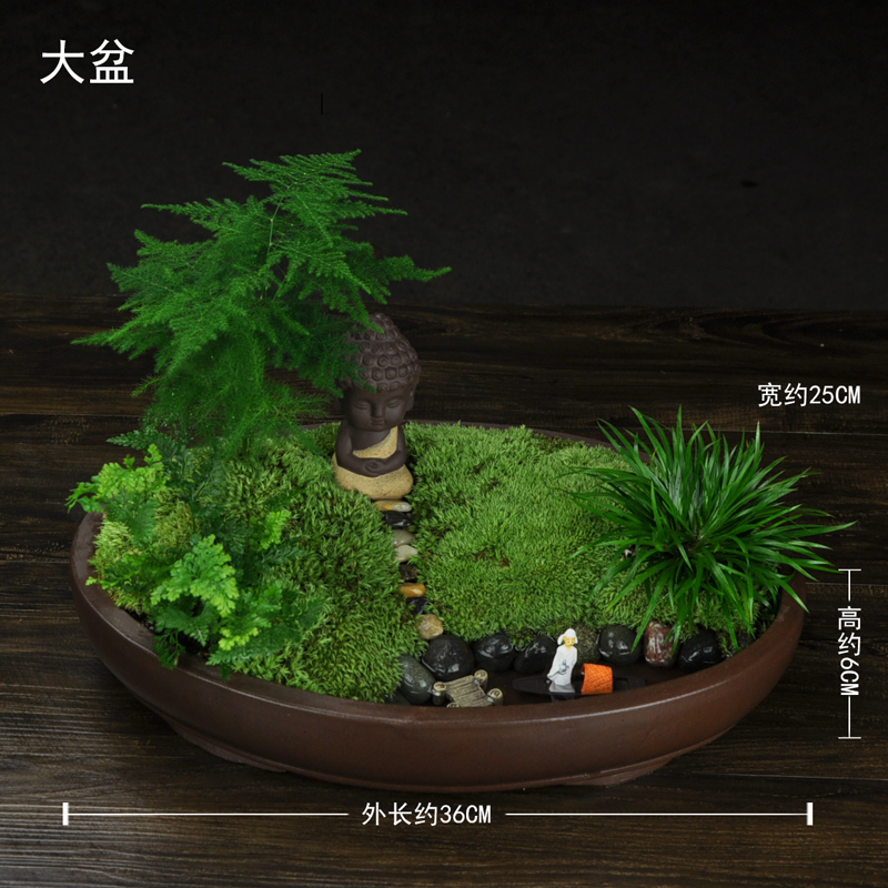 金钱菖蒲盆景虎须日本黄金姬盆栽山水植物石园艺水培文竹茶道禅意|ruв категории доставка цветов/цветок моделирования/растения садоводства, цветок/растения в горшках (новый), растения - от Buy2taobao.com для оказания профессиональной услуги покупки агента Taobao