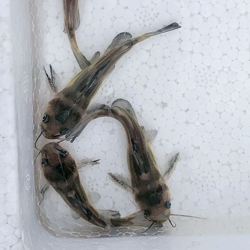 黄颡鱼昂刺鱼苗汪刺鱼黄辣丁昂公骨角丁冷淡水活体好养殖食用包邮