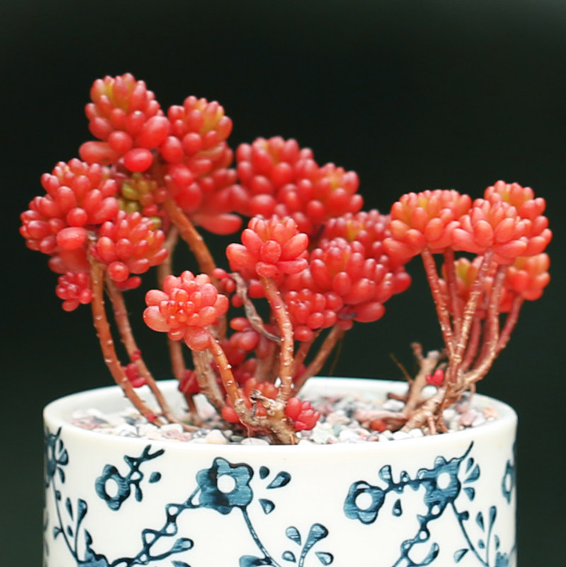 壹分皿红色浆果多头多肉植物盆栽庭院喜阳肉肉植物办公室绿植盆栽