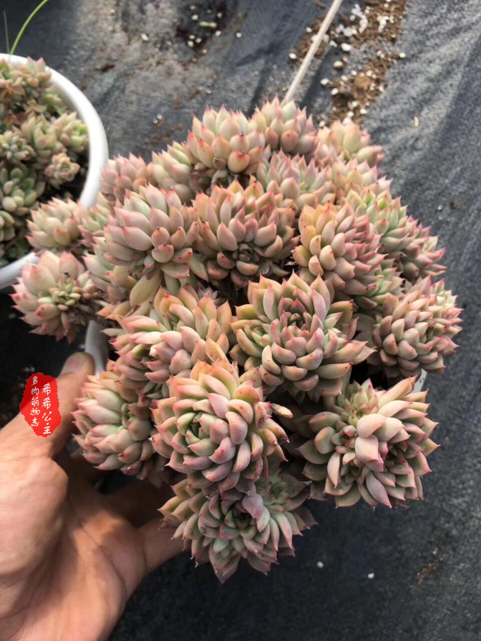 一折卉雨_女雏多肉植物雨和张多头群生老桩盆栽花卉 一物一拍云南多肉