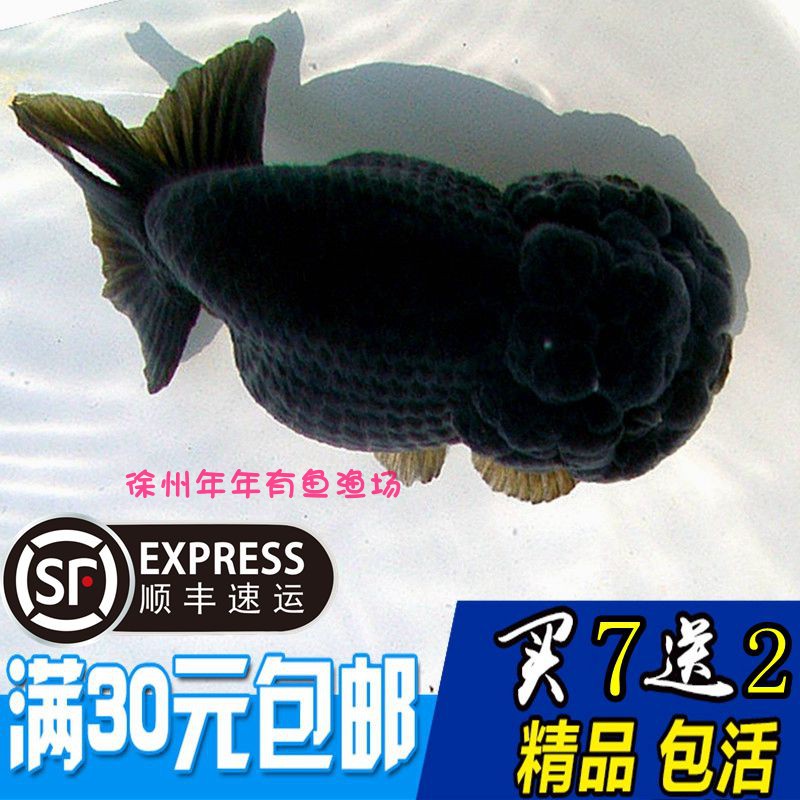 兰寿观赏鱼金鱼活体精品黑寿重墨寿淡水冷水鱼渔场直销包邮包活