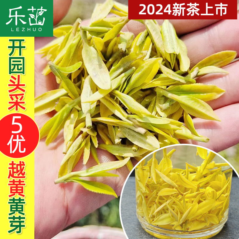 花果香四溢2024年新茶上市-乐茁越黄黄金芽-开园头采-黄金白茶叶