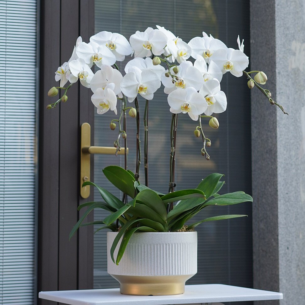 上海同城北欧风格家居装饰水泥花盆大白花白色蝴蝶兰盆栽特级带花