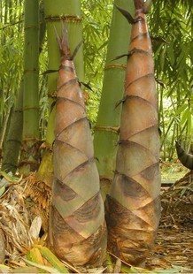 竹鼠吃的甜竹 台湾甜竹苗 龙竹苗 甜笋苗云南甜竹苗马来甜竹苗