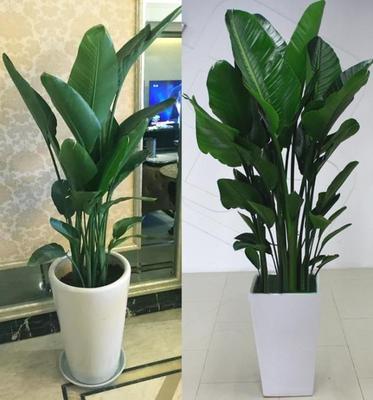 大盆栽植物室内大型天堂鸟鹤望兰绿植客厅盆栽净化空气北欧风绿植在类目 鲜花速递/花卉仿真/绿植园艺, 花卉/绿植盆栽(新), 大型绿植/成品组合盆栽中 - 来自Buy2taobao.com提供专业的淘宝代购服务