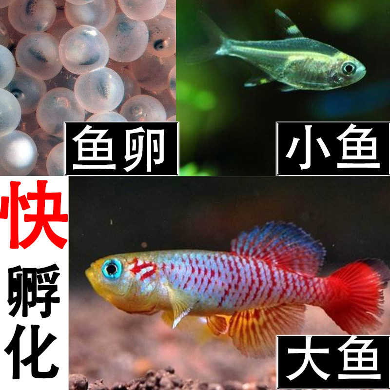魔法鱼品牌排名前10位