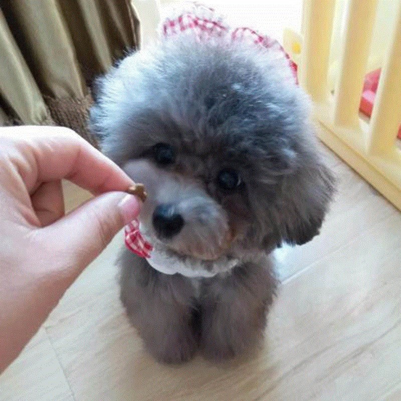 出售纯种灰色泰迪犬幼犬玩具贵宾犬茶杯迷你泰迪幼犬活体宠物狗狗