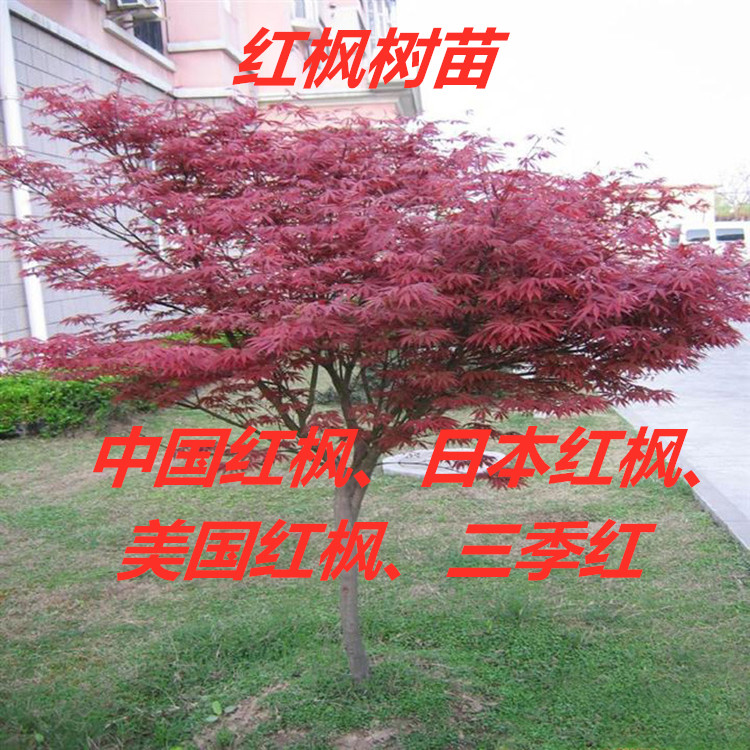 日本红枫树苗盆栽景四季红老桩中国红花卉庭院植物别墅风景树耐寒