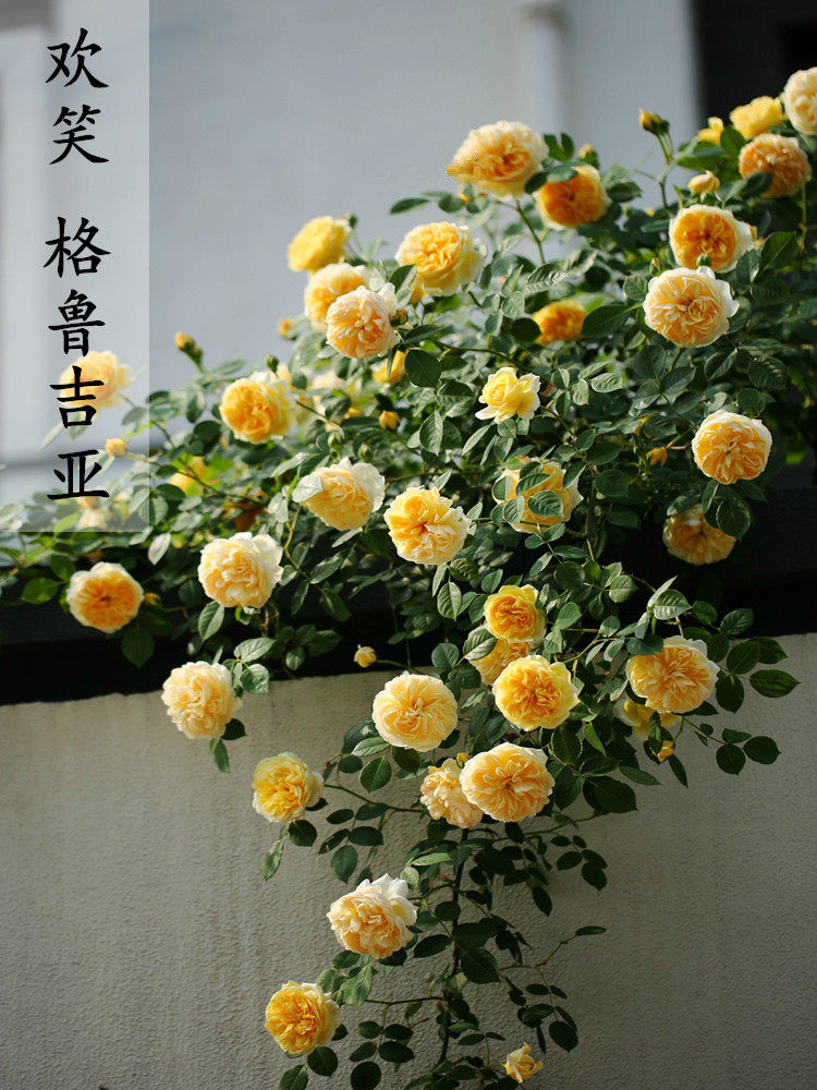 爬藤蔷薇月季花苗欢笑格鲁吉亚四季多花盆栽花卉爬墙绿植花卉