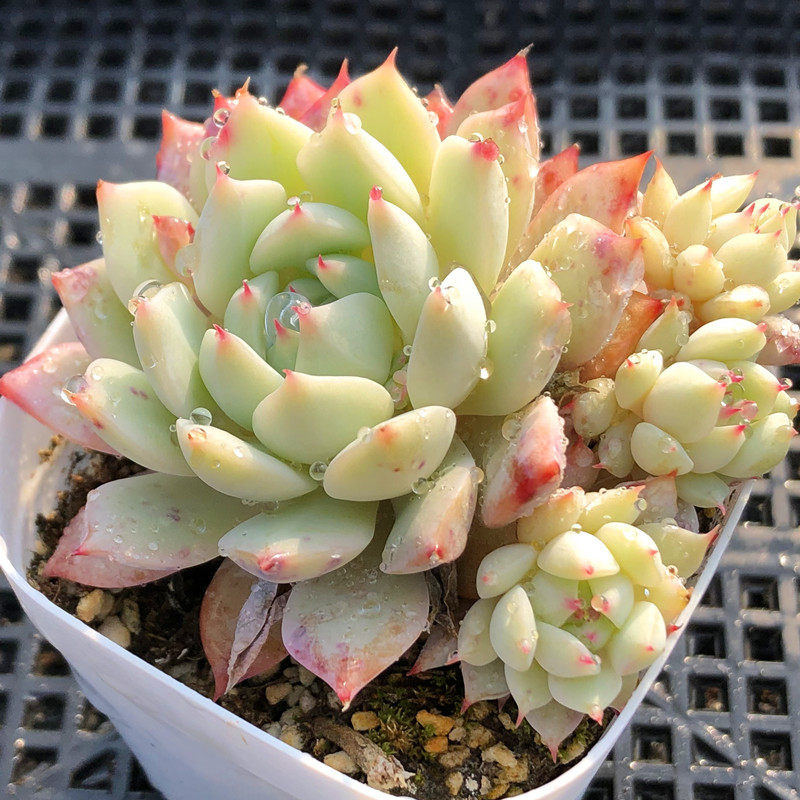 蒂比tp多肉植物小清新系列红尖易爆头景天科一物一拍阿猫家的土屋