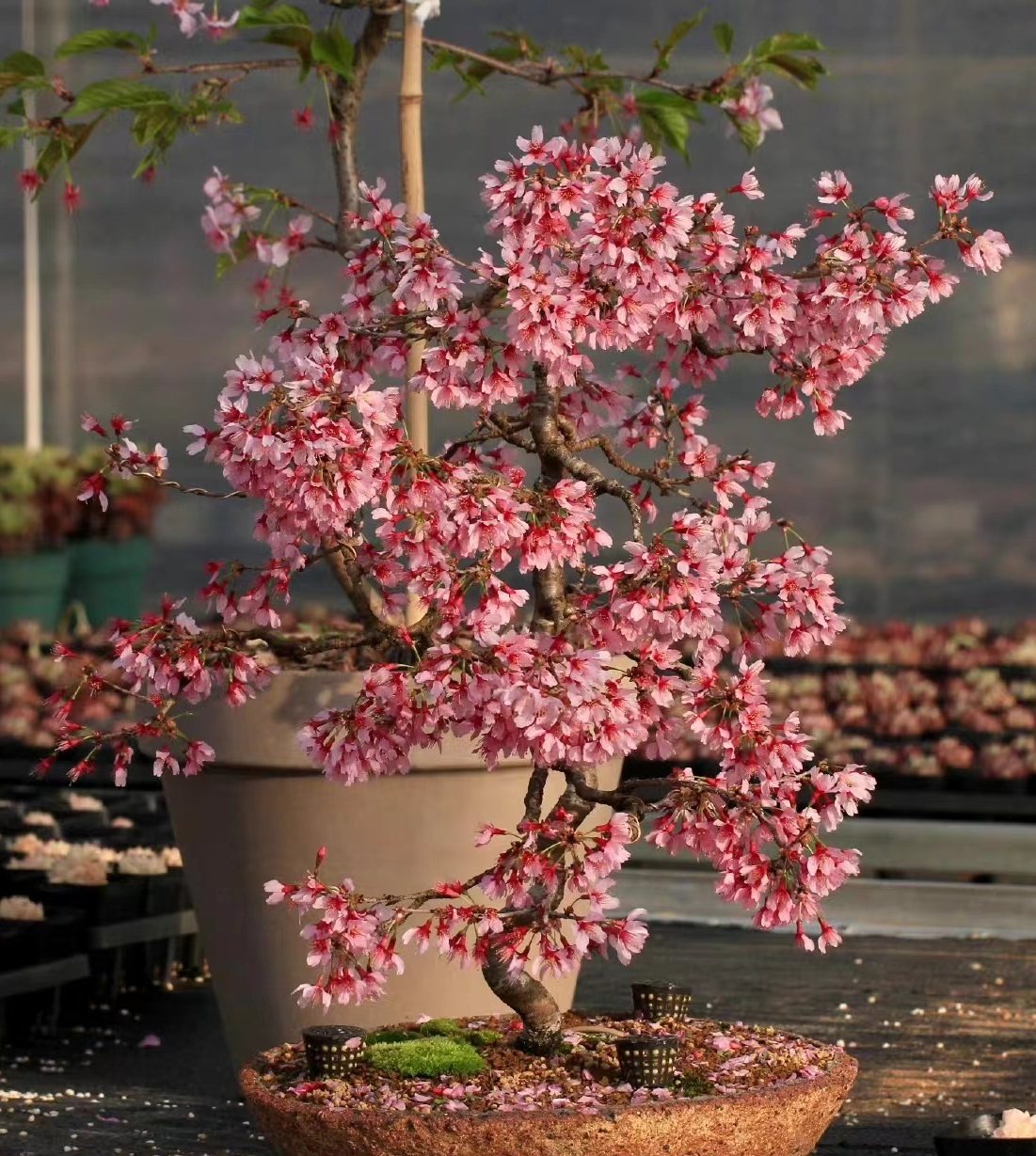 樱花树苗寒绯樱粉色庭院阳台别墅【南方和北方都能种植】已售10￥78折