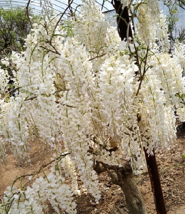 麝香藤 紫藤萝花树苗浓香丰花多花阳台盆景盆栽庭院爬藤喜螺紫藤