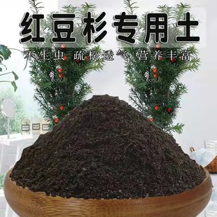 红豆杉专用土红豆杉土盆栽透气营养土种植土通用种花养花有机土壤