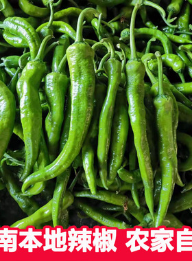 湖南辣椒新鲜农家自种薄皮土辣椒湖南本地皱皮辣椒新鲜应季蔬菜