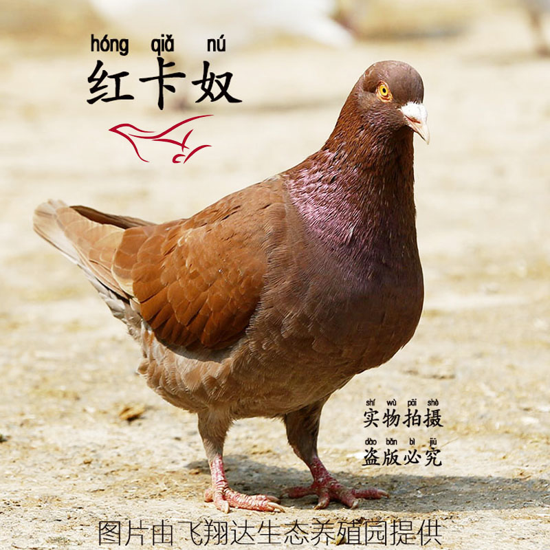 落地王鸽观赏鸽种鸽鸽子一对活鸽子鸟活体信鸽红卡奴宠物鸟