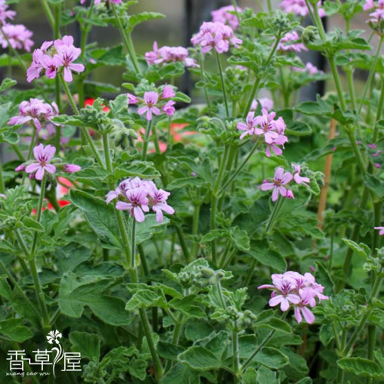 芳香系列玫瑰天竺葵 柠檬天竺葵robers lemon rose可食用