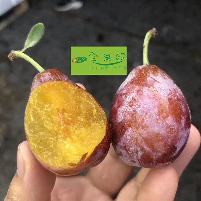 郑州全果园新鲜水果西梅洋李子酸甜可口1斤装