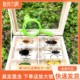 真实昆虫树脂标本锹甲蜘蛛螃蟹蜈蚣蝎子甲虫海洋琥珀动物树脂真虫