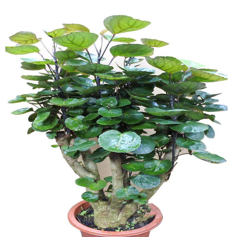 钱多多金钱兜盆栽室内客厅观叶四季常青植物招财树福绿桐绿植好养