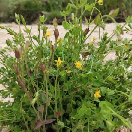 雀舌草_天蓬草_葶苈子_蛇查口_地耳草_田基黄农作物百科图片_培育种植