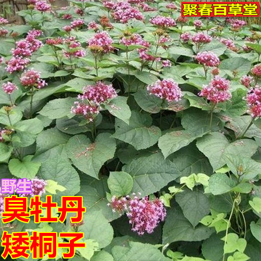 新鲜臭牡丹 矮桐子 臭八宝 臭芙蓉矮脚桐大红袍枝叶500克顺丰