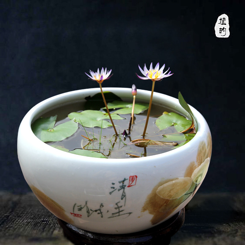 热销睡莲水培植物