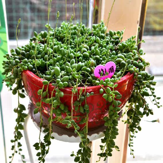 多肉植物 新手 情人泪大额优惠券