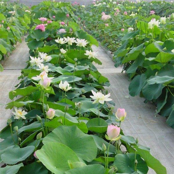 4元食用观赏藕苗荷花苗高产莲藕藕苗