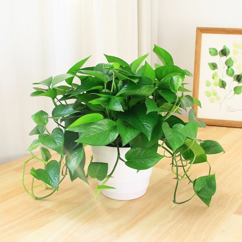 特价鲜花盆栽吸甲醛_绿萝盆栽室内客厅办公桌面观叶水培好养小植物