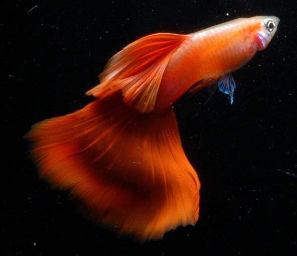 美国全红孔雀鱼 活体 血红凤尾鱼 淡水宠物小型热带观赏鱼发顺丰