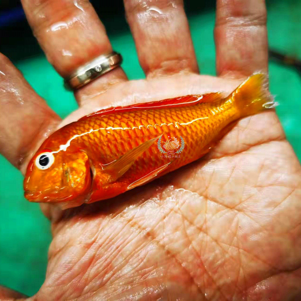 屈氏岩丽鱼百科图片_饲养繁殖_雌雄鉴别_sbike