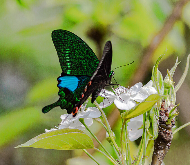 巴黎翠凤蝶未展翅原蝶真蝴蝶标本