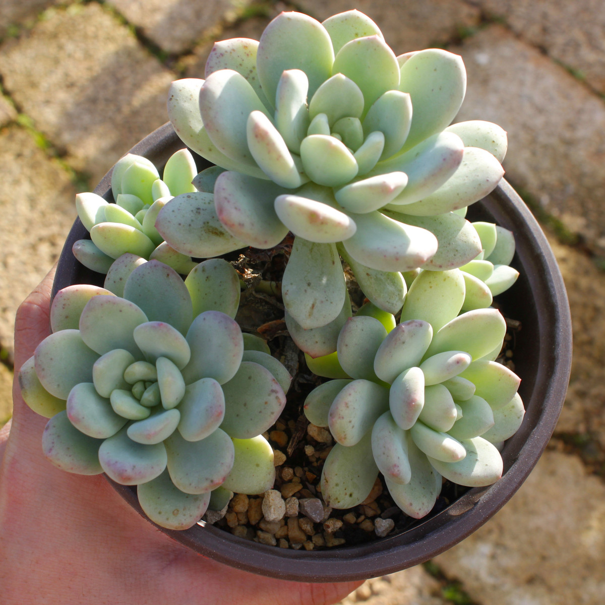 多肉植物老板香水拉斯雨老桩群生78包偏远除外多肉植物