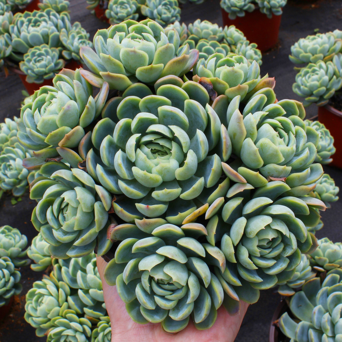 多肉植物大颗奶油双子贝瑞老桩群生捧花78包多肉植物