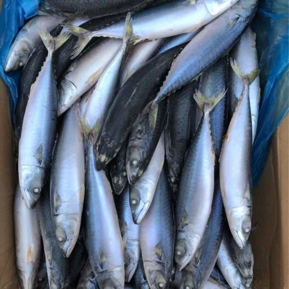 新鲜冷冻深海青条鱼30斤/箱75条左右生鲜水产 鲐鲅鱼江浙沪皖包邮