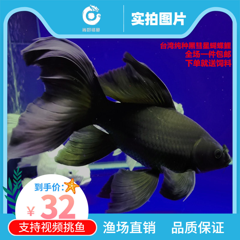 鱼活体 冷水_台湾新品种纯种黑彗星蝴蝶鲤大七鳍活体鱼好养大鱼冷水