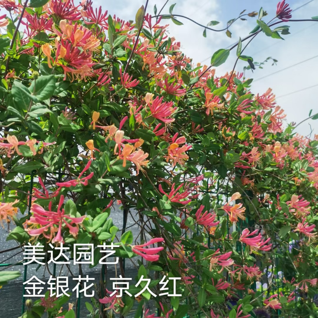 爬藤植物金银花苗黄白红色 京久红京九红 格拉汉托姆盆栽地栽四季