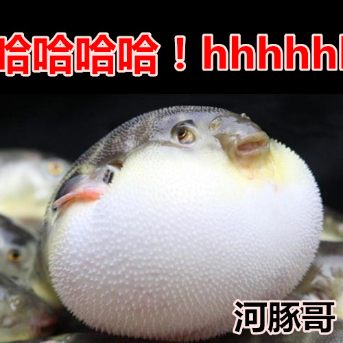 特价皇冠狗头_河豚鱼观赏鱼潜水艇气泡鱼鼓气鱼宠物皇冠狗头麒麟活体