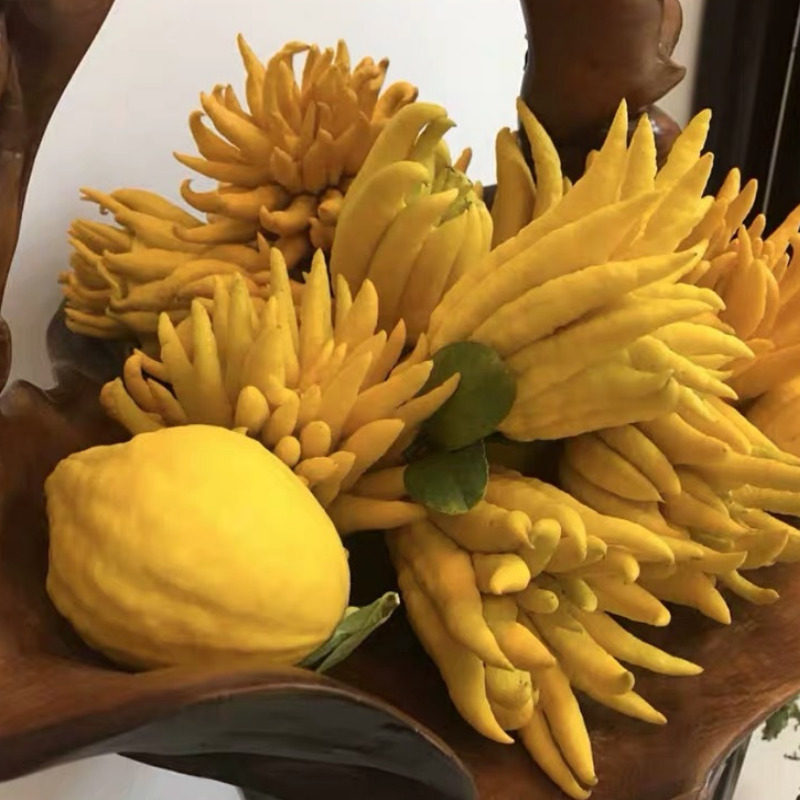 【现摘现发】金华佛手清供观赏花艺带枝佛手柑香橼大佛手瓜佛手果