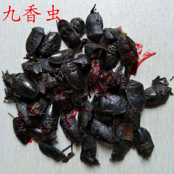 九香虫 中药材 九香虫 打屁虫 屁巴虫 250克240元 质量保证包邮