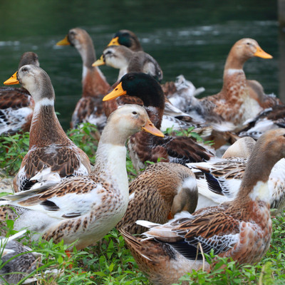 湖南省湘西农家散养土鸭溪水鸭新鲜麻鸭农村老谷子鸭冷藏顺丰包邮