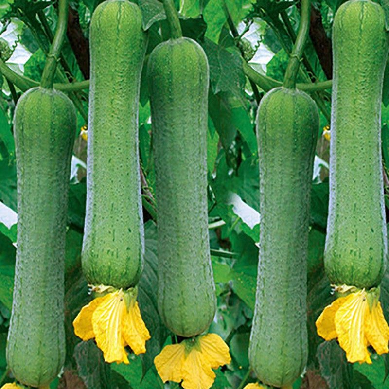 肉丝瓜种子丝瓜种籽子四季盆栽春季农家庭院丝瓜种孑夏季蔬菜种子