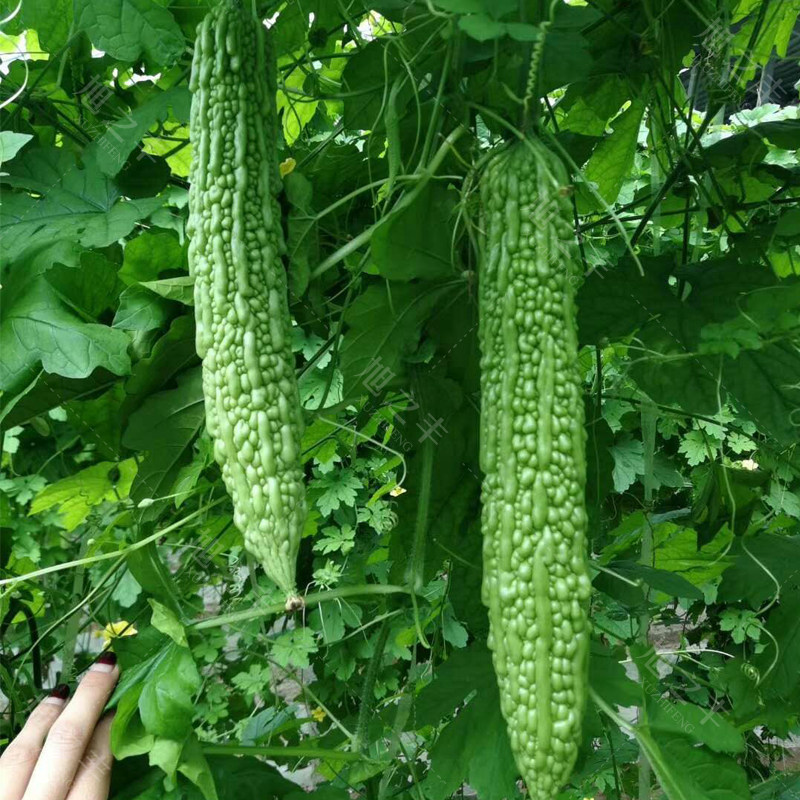 苦瓜种子种子翠绿疙瘩凉瓜籽四季春季农家庭院蔬菜种籽孑