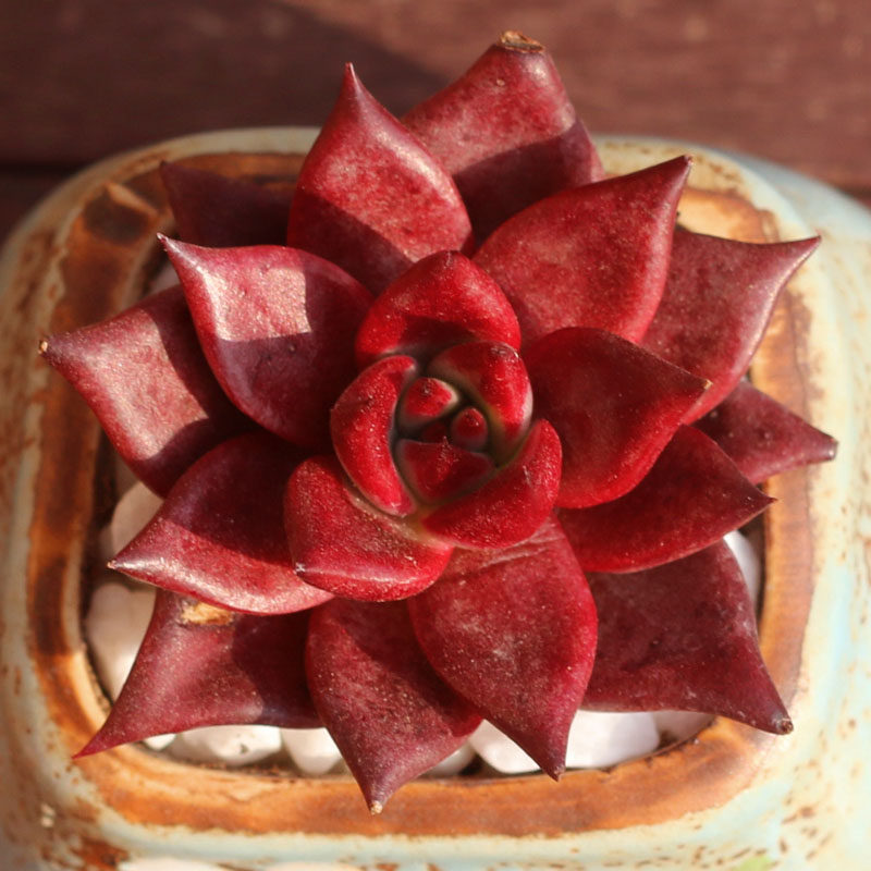 弗兰克多肉植物组合盆栽迷你萌肉肉室内绿植花卉防辐射