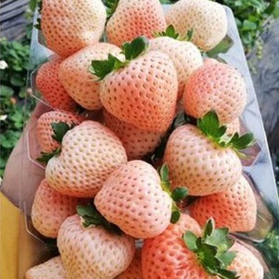 草莓苗 桃熏 美白姬 ae 天使2号 白宝石 白蜜香 尚雪 满28元包邮