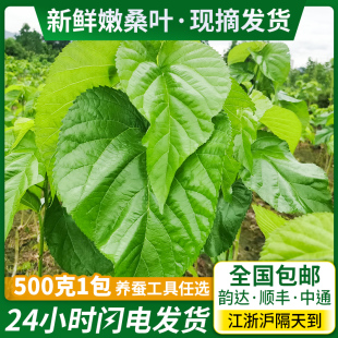 桑叶农家新鲜嫩桑叶500克现摘桑树叶1 5龄蚕宝宝食用饲料芽工具