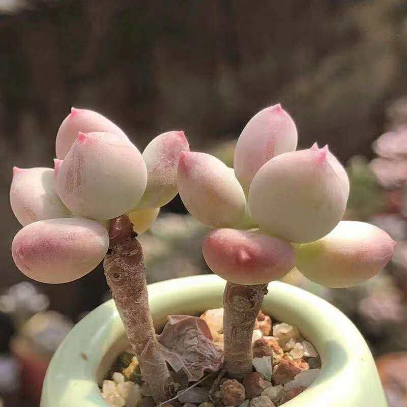 一折奶酪多肉老桩