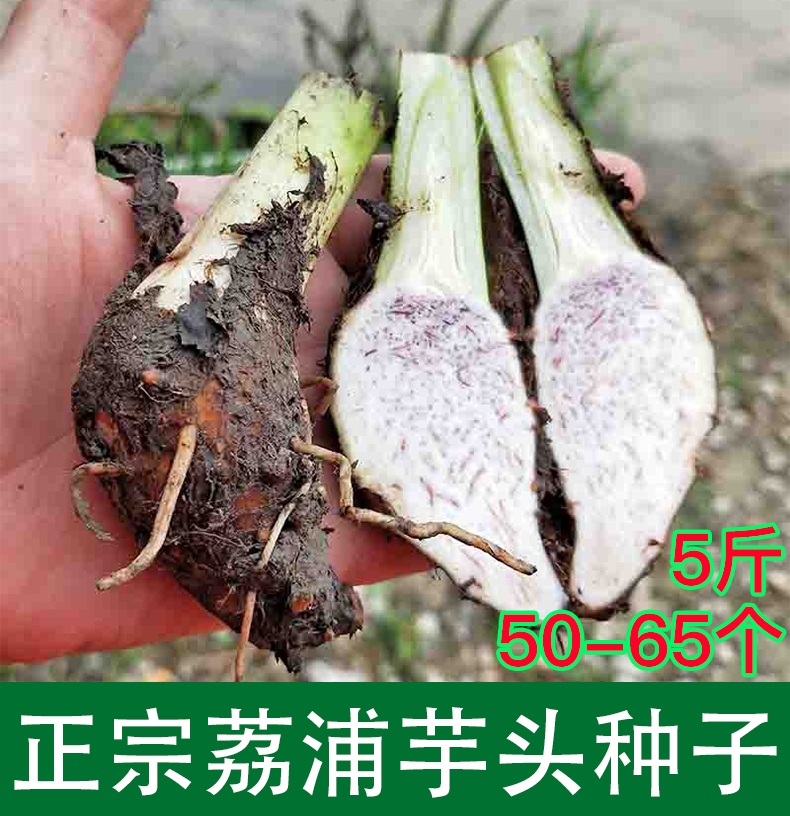 槟榔芋种子_正宗广西荔浦芋头种子香芋紫藤芋槟榔芋苗芋艿蔬菜种子5斤